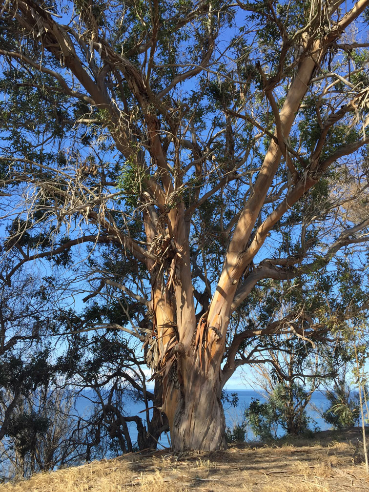 More Mesa Preserve - Santa Barbara, CA