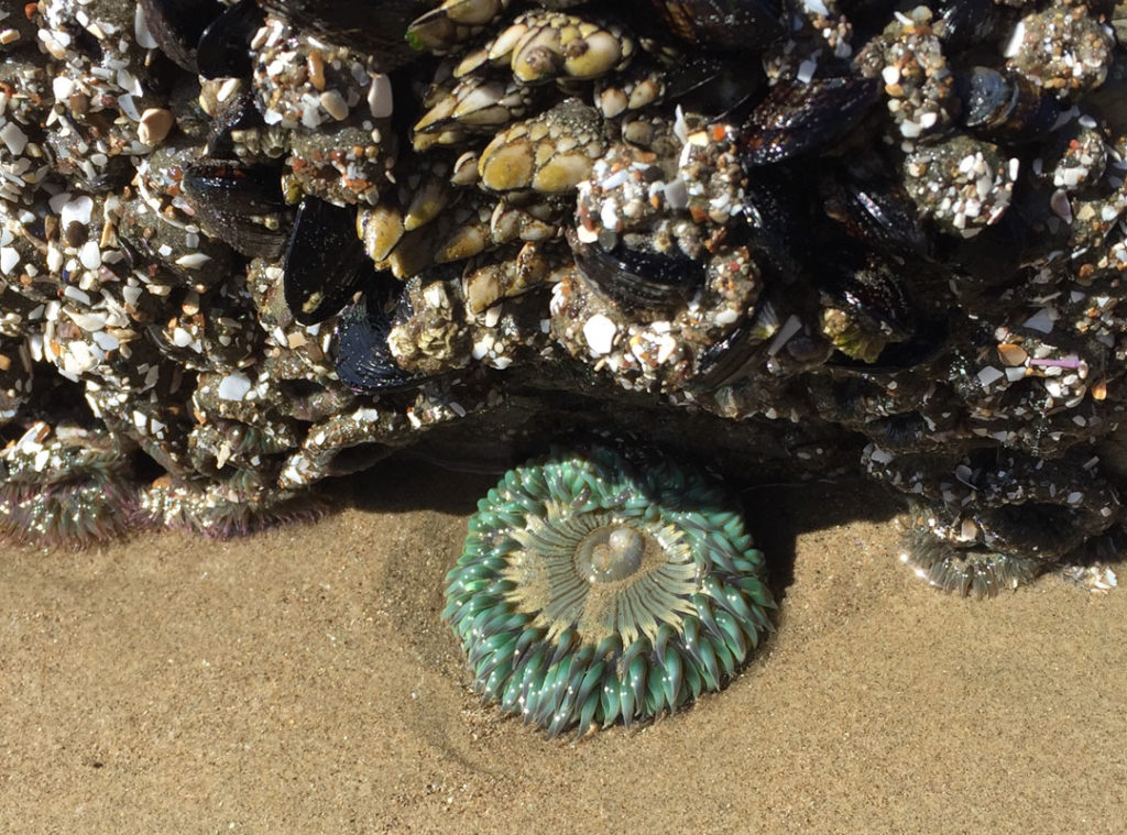 More Mesa Preserve - Santa Barbara