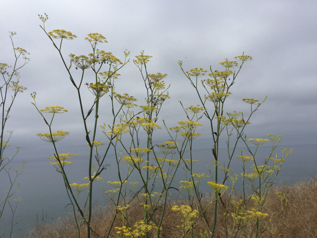 More Mesa Preserve - Santa Barbara
