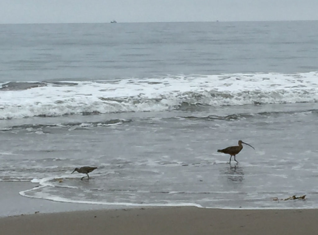 More Mesa Preserve - Santa Barbara