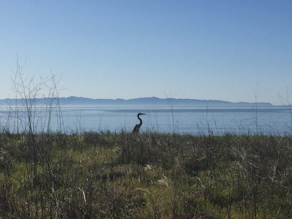 More Mesa Preserve - Santa Barbara