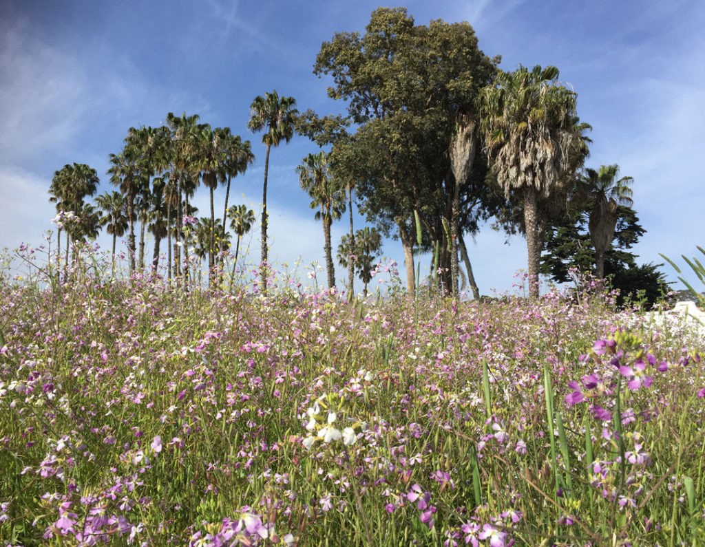 More Mesa Preserve - Santa Barbara