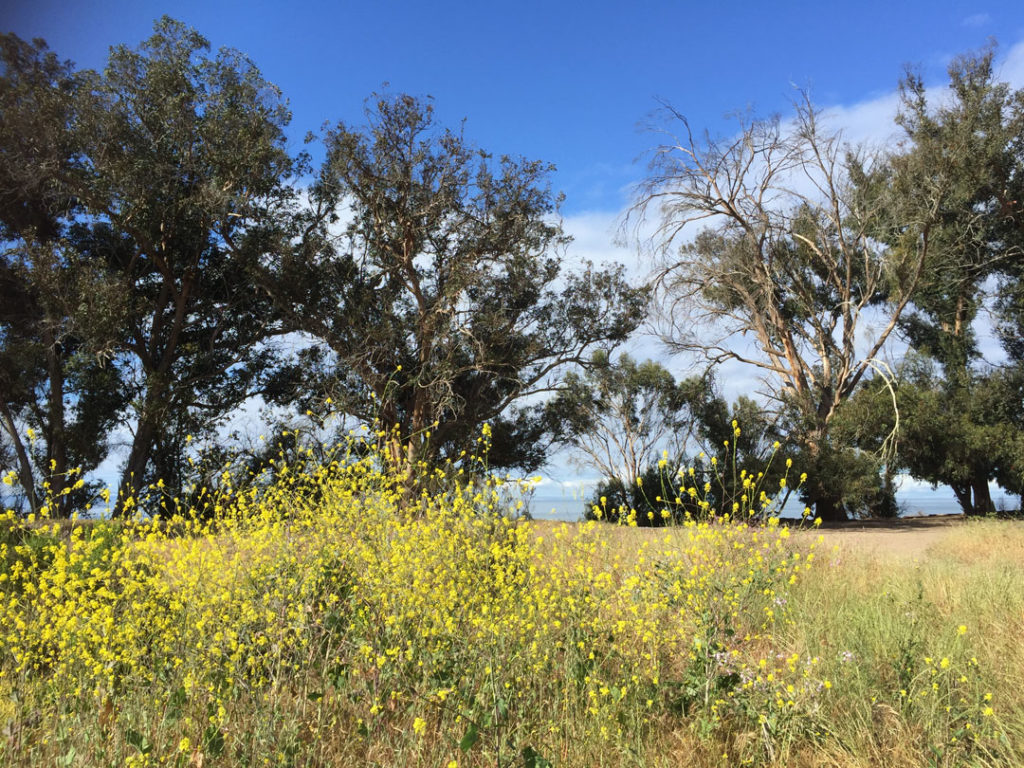 More Mesa Preserve - Santa Barbara