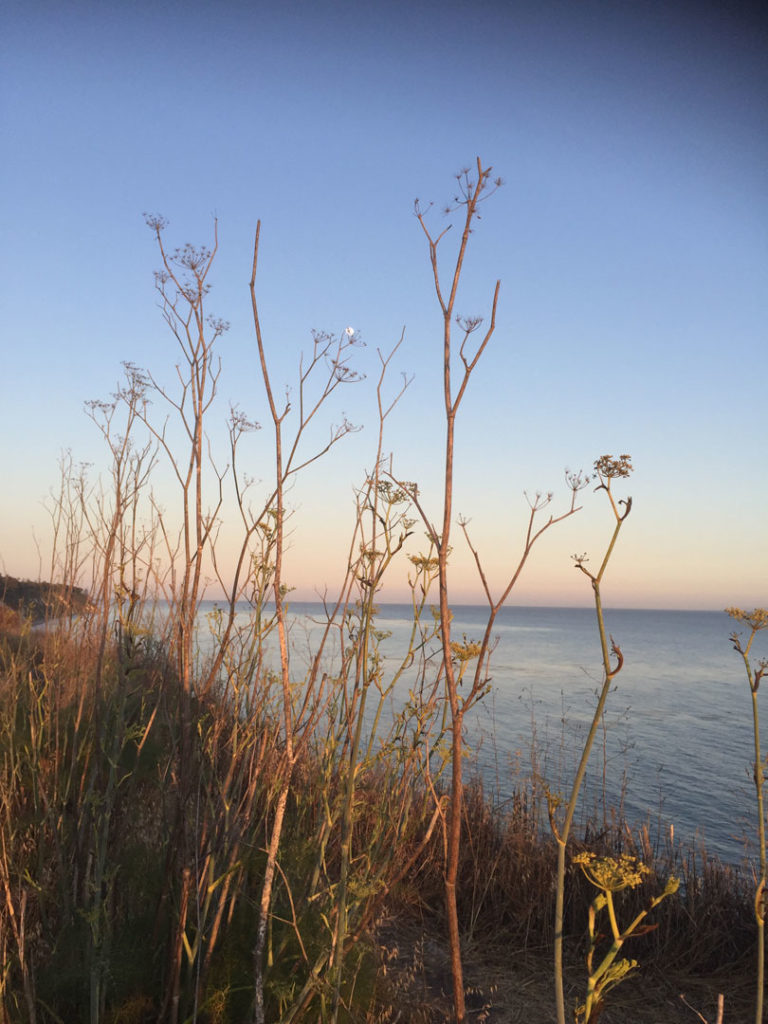 More Mesa Preserve - Santa Barbara